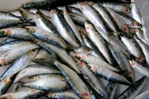 30735 92e292a5 f304 4ac4 8848 1b226e75119e sardinha