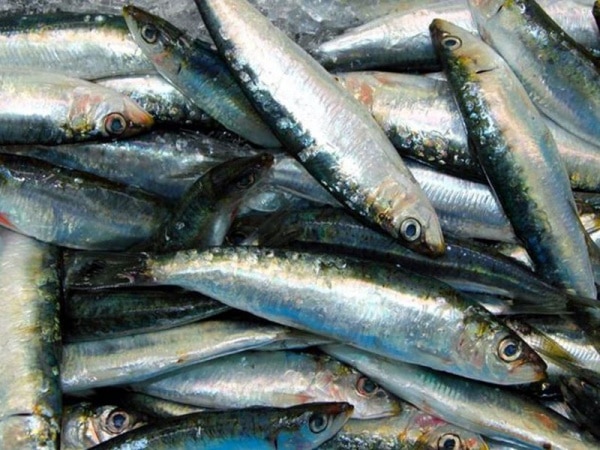 30958 33214247 d508 4a89 b9ed 41129f61879a sardinha