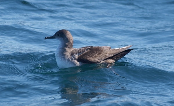 31864 pardela balearjoaquimmuchaxo900x550